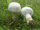 Agaricus arvensis