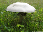 Agaricus arvensis