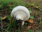 Agaricus arvensis