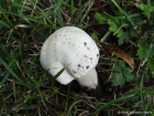 Agaricus arvensis