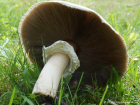 Agaricus arvensis