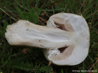 Agaricus arvensis