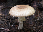 Agaricus augustus