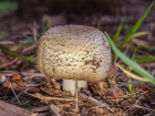 Agaricus augustus