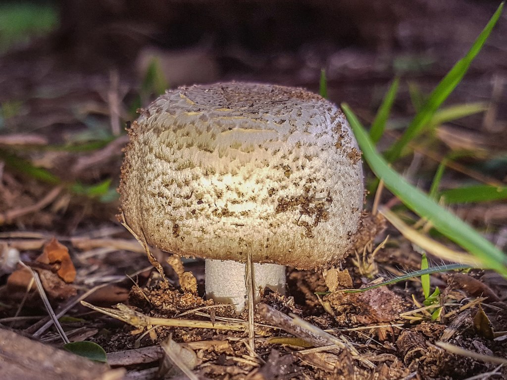 Mushroom Id Chart