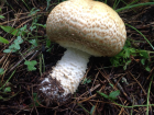 Agaricus augustus