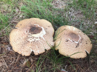 Agaricus augustus