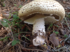 Agaricus augustus