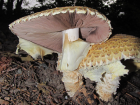 Agaricus augustus