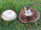Agaricus bernardii