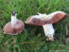 Agaricus bernardii
