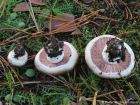 Agaricus bernardii