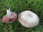 Agaricus bernardii