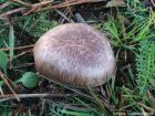 Agaricus bernardii
