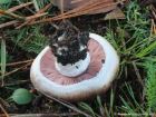 Agaricus bernardii