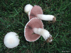 Agaricus campestris