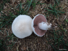 Agaricus campestris