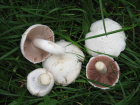 Agaricus campestris