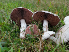 Agaricus campestris