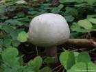 Agaricus sylvicola