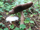 Agaricus sylvicola