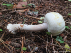 Agaricus sylvicola