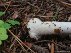 Agaricus sylvicola