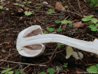 Agaricus sylvicola