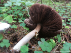 Agaricus sylvicola