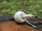 Agaricus sylvicola