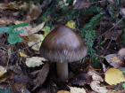 Amanita battarrae