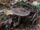 Amanita battarrae