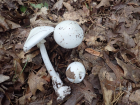 Amanita bisporigera