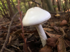 Amanita bisporigera