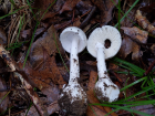 Amanita bisporigera