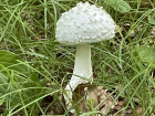 Amanita cokeri