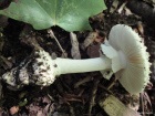 Amanita cokeri