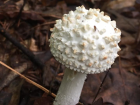 Amanita cokeri