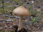 Amanita fulva