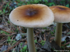 Amanita fulva