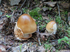 Amanita fulva