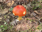 Amanita jacksonii