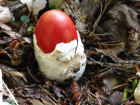 Amanita jacksonii