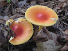 Amanita jacksonii