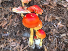 Amanita jacksonii