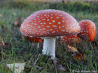 Amanita muscaria