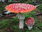 Amanita muscaria