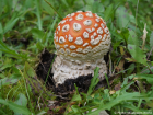 Amanita muscaria