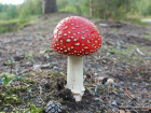 Amanita muscaria