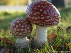 Amanita muscaria